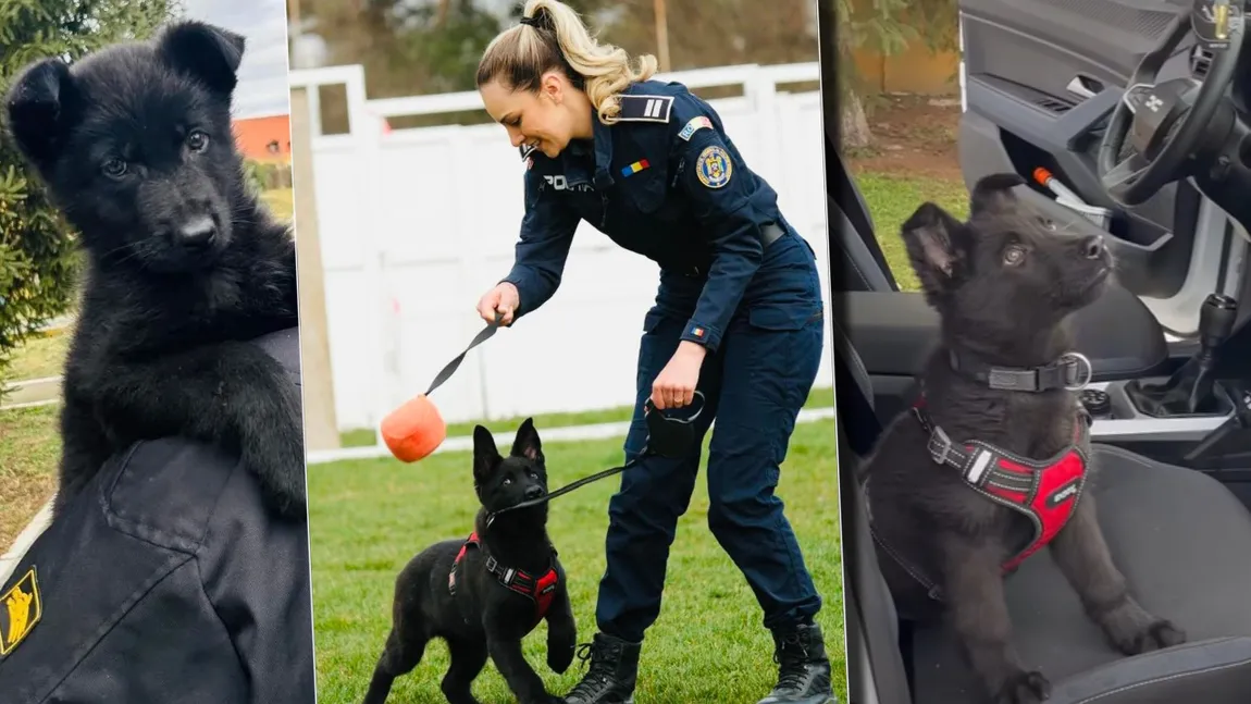 Cum învață Iureș, un ciobănesc german de la Centrul Chinologic din Sibiu, să depisteze droguri. Are doar 4 luni