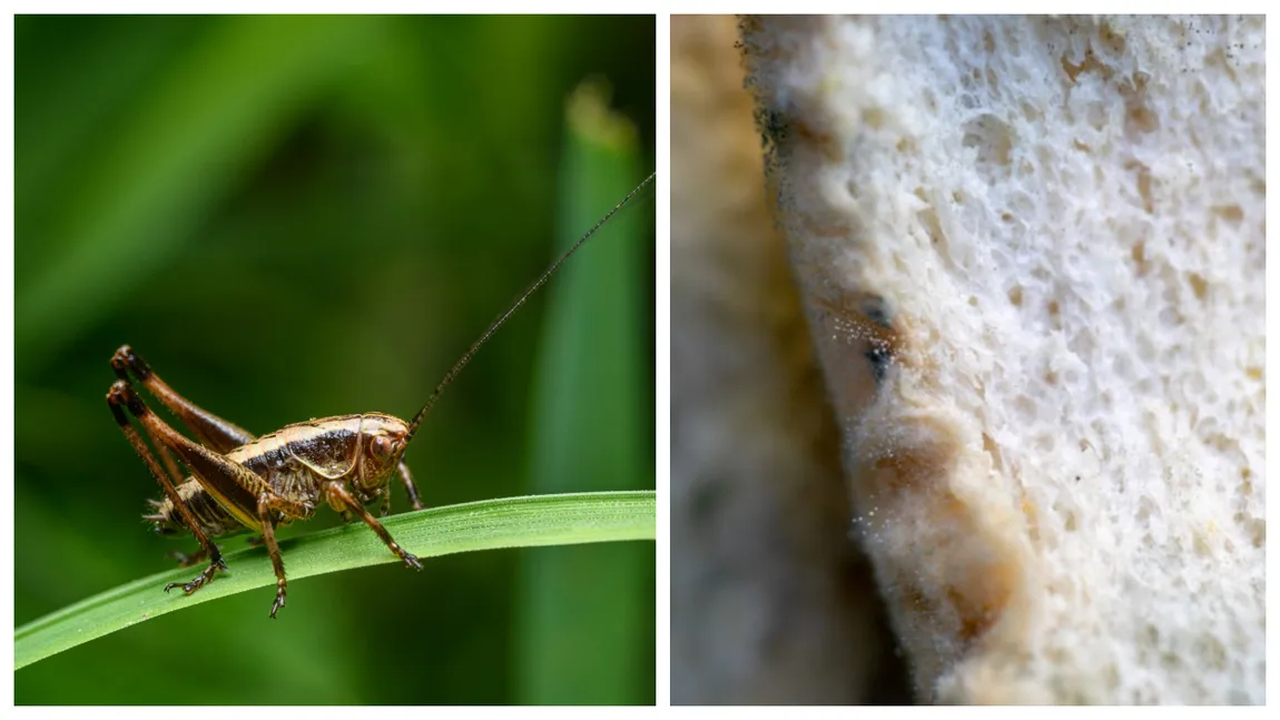 Poftă bună la mesele de peste 20-30 de ani! Am putea avea în meniu covrigi cu făină de greiere și pâine cu mucegai!
