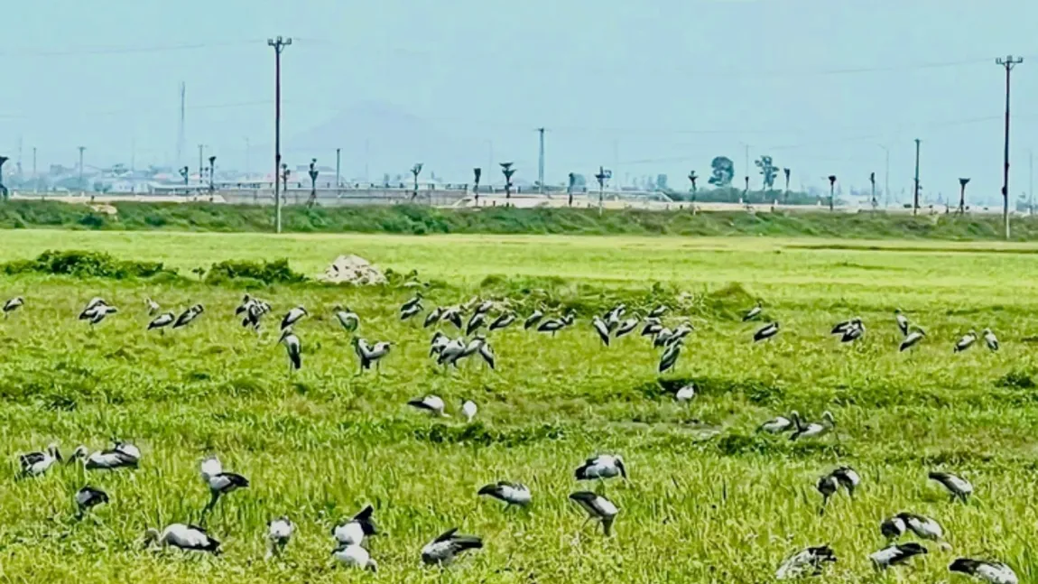 Stolurile de păsări distrug recoltele care abia au răsărit. Fermierii declară culturile de primăvară calamitate