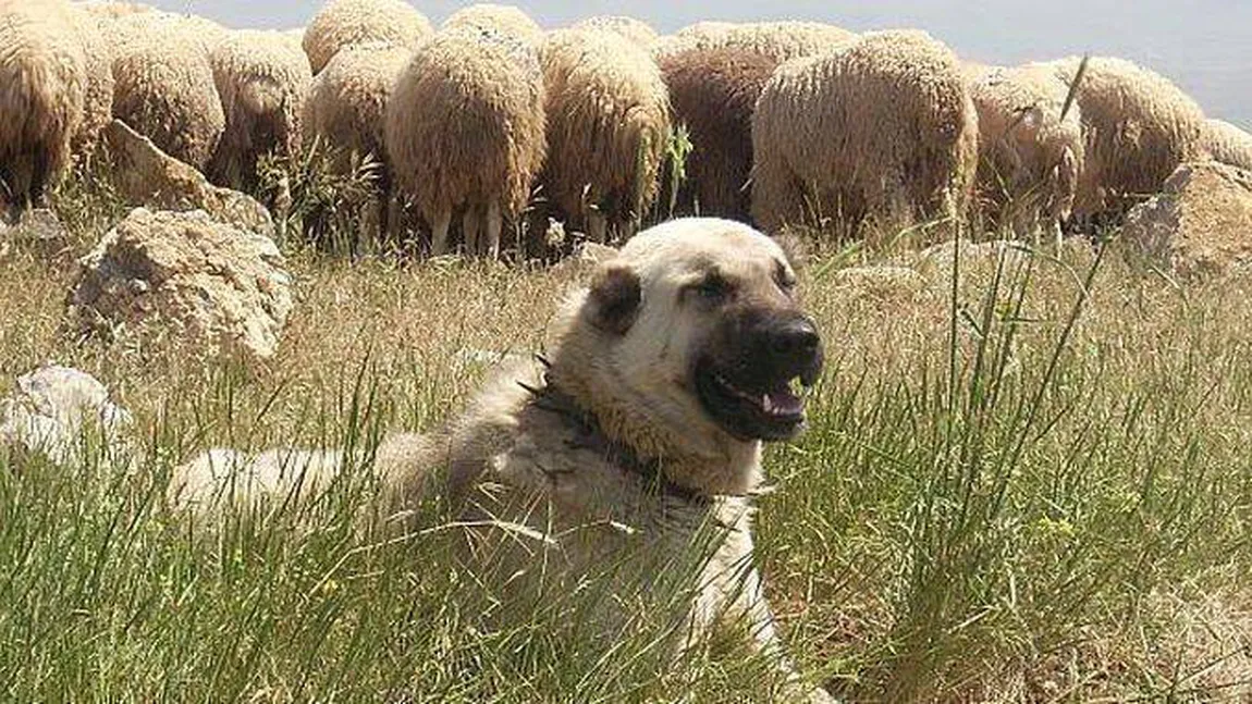 Copil de 4 ani, ucis de câinele vecinilor, în Buzău. Trupul micuțului zăcea pe teren, sfâșiat de animal