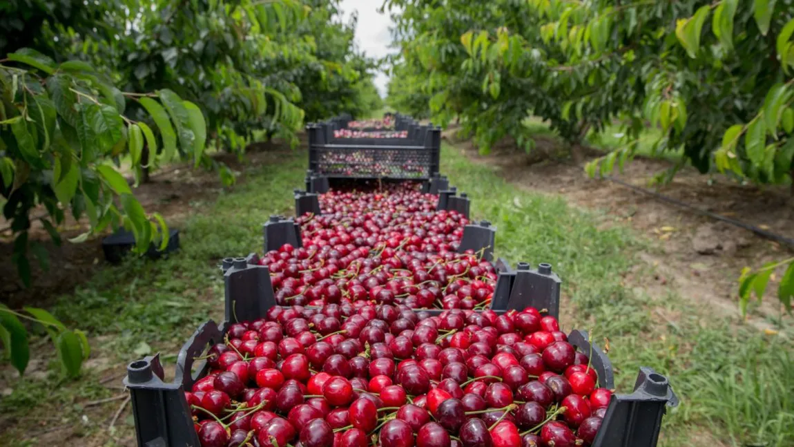 Fermierii români dau lovitura cu producția de cireșe. Recolte de zece ori mai mari în acest sezon