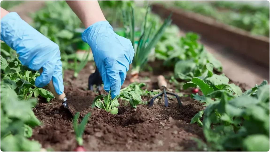 Ce poți planta în grădină în luna mai. Sfaturile specialiștilor pentru o recoltă bogată