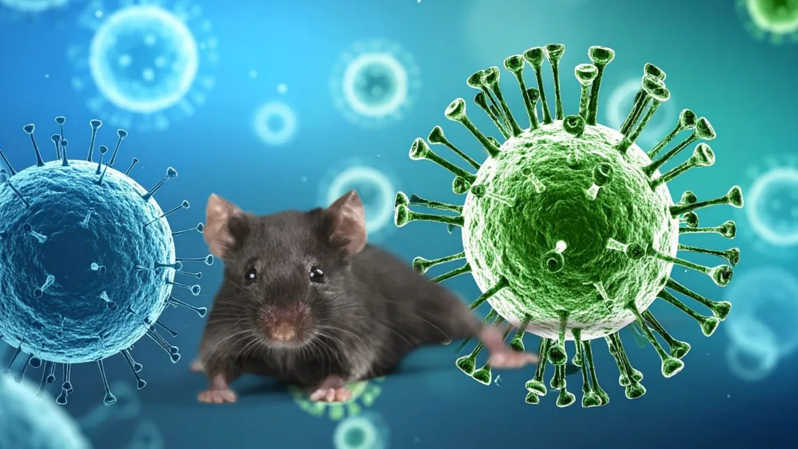 OMS cere țărilor să se pregătească pentru noi cazuri de hantavirus. Noi îmbolnăviri posibile din cauza perioadei lungi de incubație
