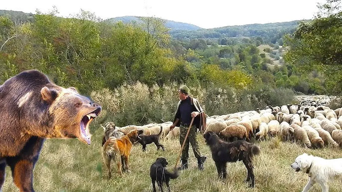 Un cioban a omorât cu toporul un urs care-i ataca oile. Acum are dosar penal de braconaj / Ro-Alert din cauza urşilor la Vidraru