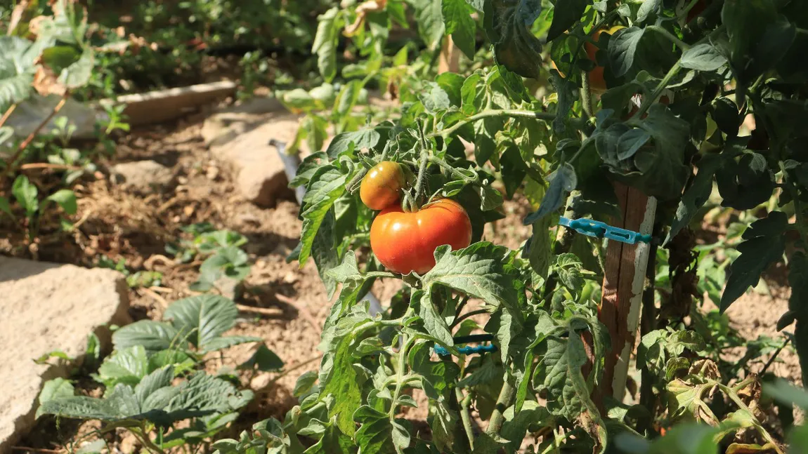 Greșeala care îți poate distruge recolta de roșii. Ce fac greșit cei mai mulți oameni chiar înainte de plantare