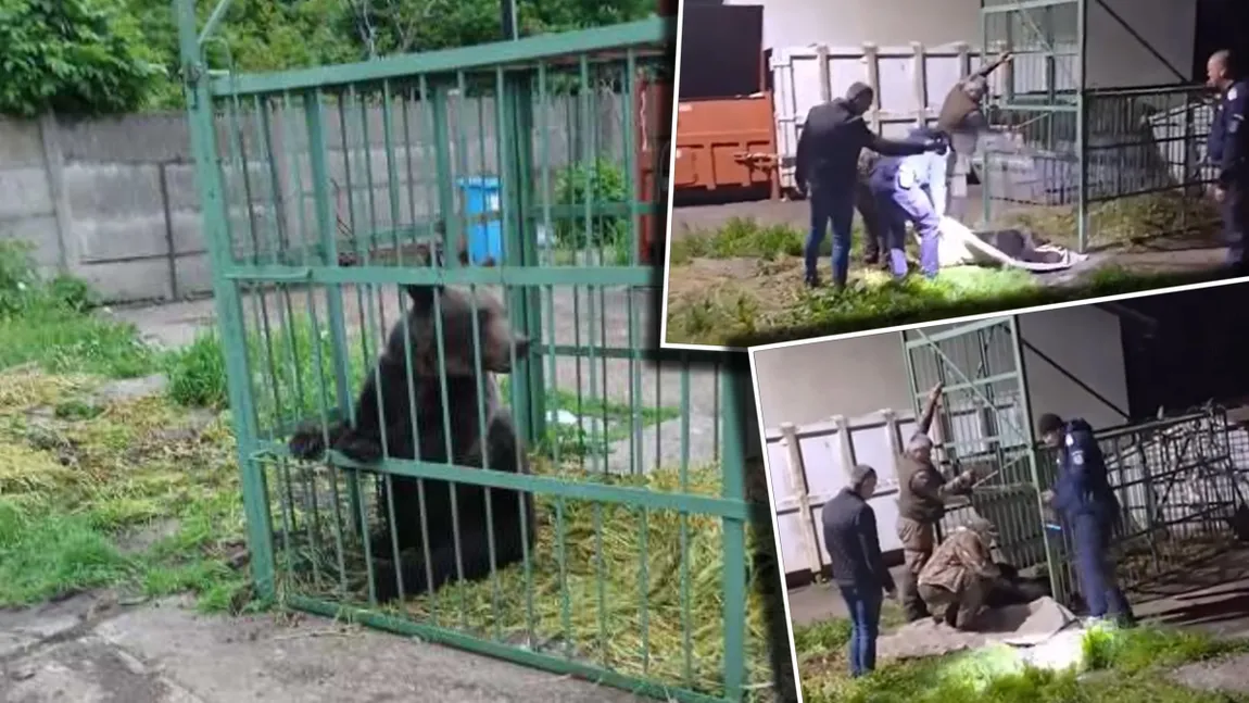 Urs capturat în curtea Şcolii de Poliţie de la Câmpina. Prezența mamiferului fusese semnalată în mod repetat în zona respectivă