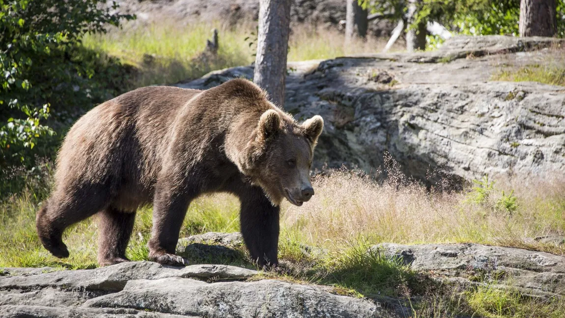 Ursul care a atacat un turist elvețian pe Transfăgărășan a fost împușcat