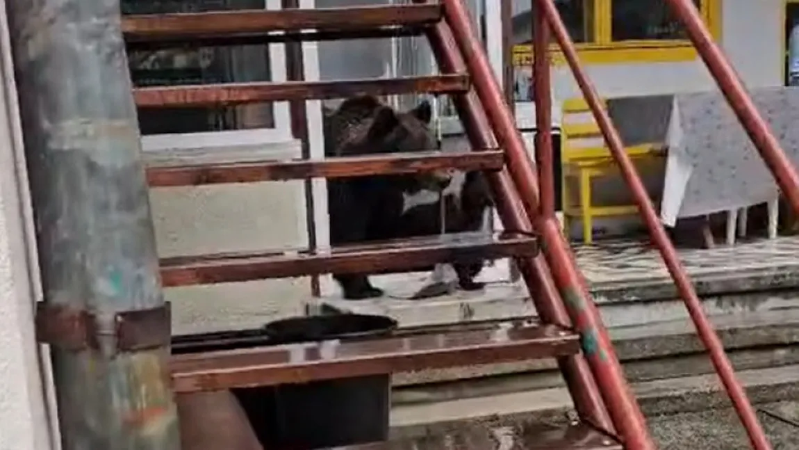 Ursoaica intrată într-o casă din Buşteni împreună cu puii ei a fost împuşcată