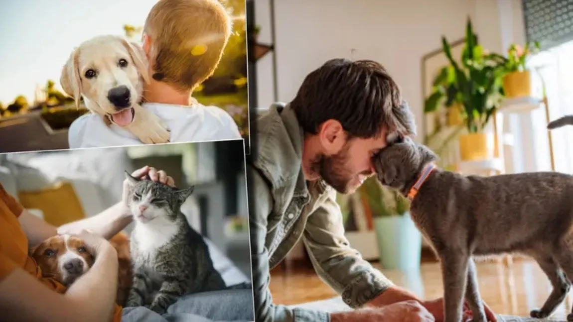 Amenzi pentru românii care au animale de companie la bloc. Ce oraș din România permite doar doi câini sau două pisici într-un apartament