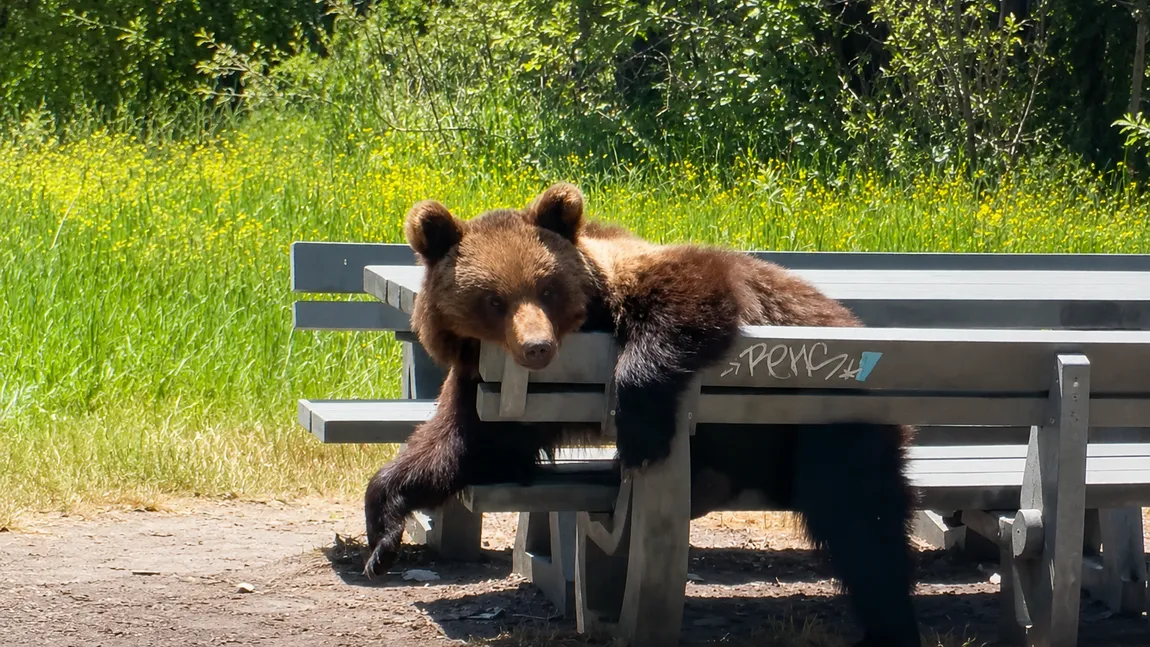 VIRALUL ZILEI: Un urs plictisit şi, probabil, flămând, s-a aşezat la masa de picnic VIDEO