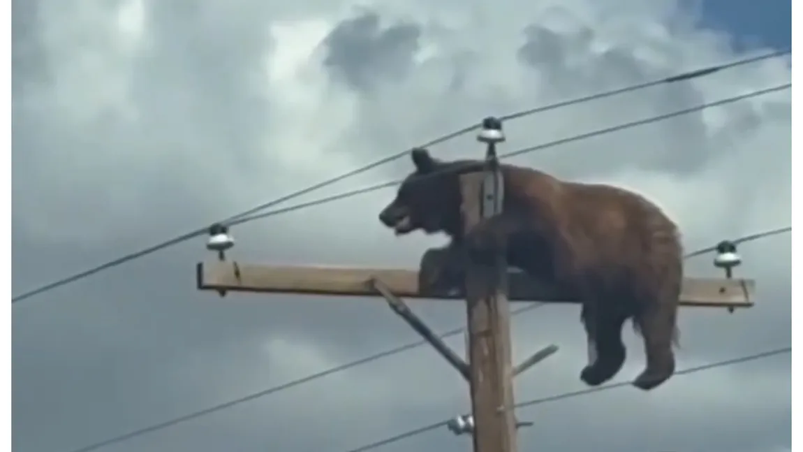 Un urs a murit electrocutat după ce a rămas blocat în vârful unui stâlp de electricitate VIDEO