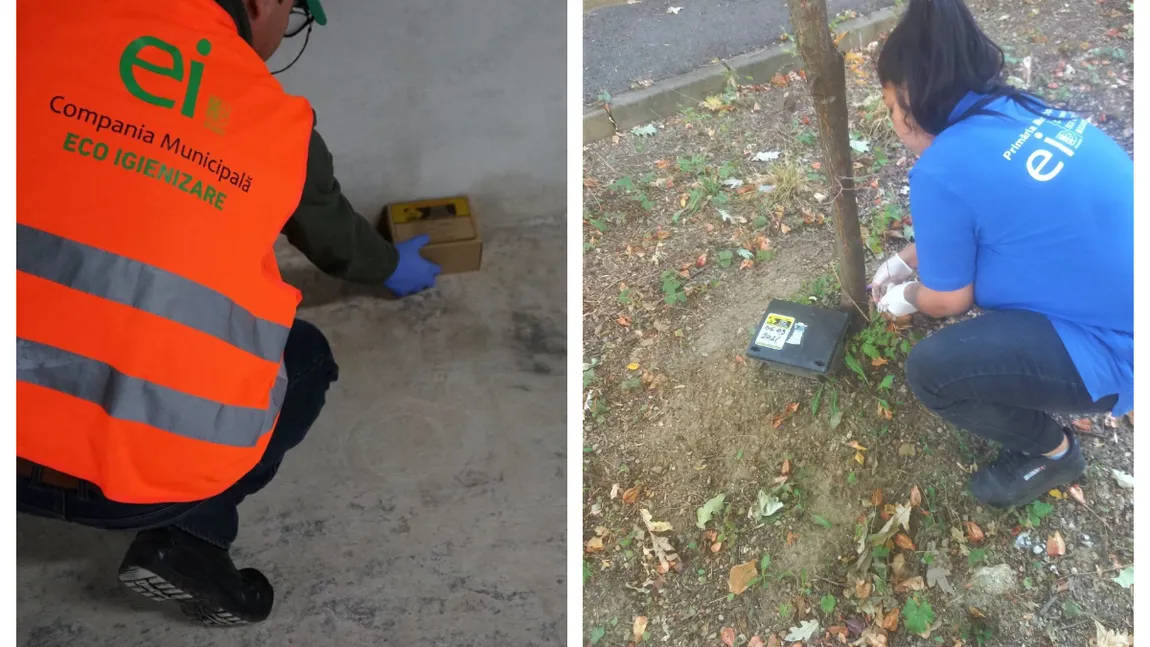 Invazie de șobolani în Capitală. Ce măsuri ia Primăria București, anunțul de ultimă oră făcut de autoritățile locale
