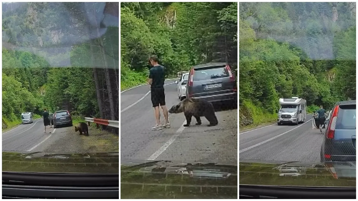 Un urs extrem de tacticos a reușit să se apropie periculos de un turist pe Transfăgărășan. Bărbatul n-a schițat niciun gest când animalul i-a mirosit gambele