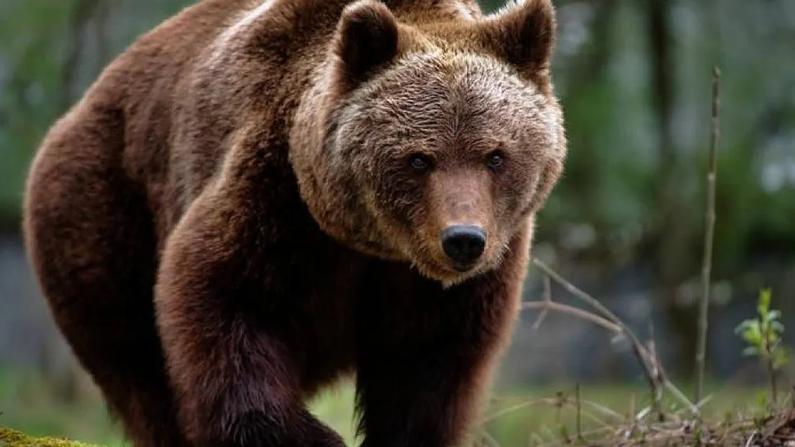 Alertele pentru urşi rivalizează cu cele de vreme rea. Şase turişti au fost înconjuraţi de 6 animale flămânde, intervenţie salutară a jandarmilor la Harghita