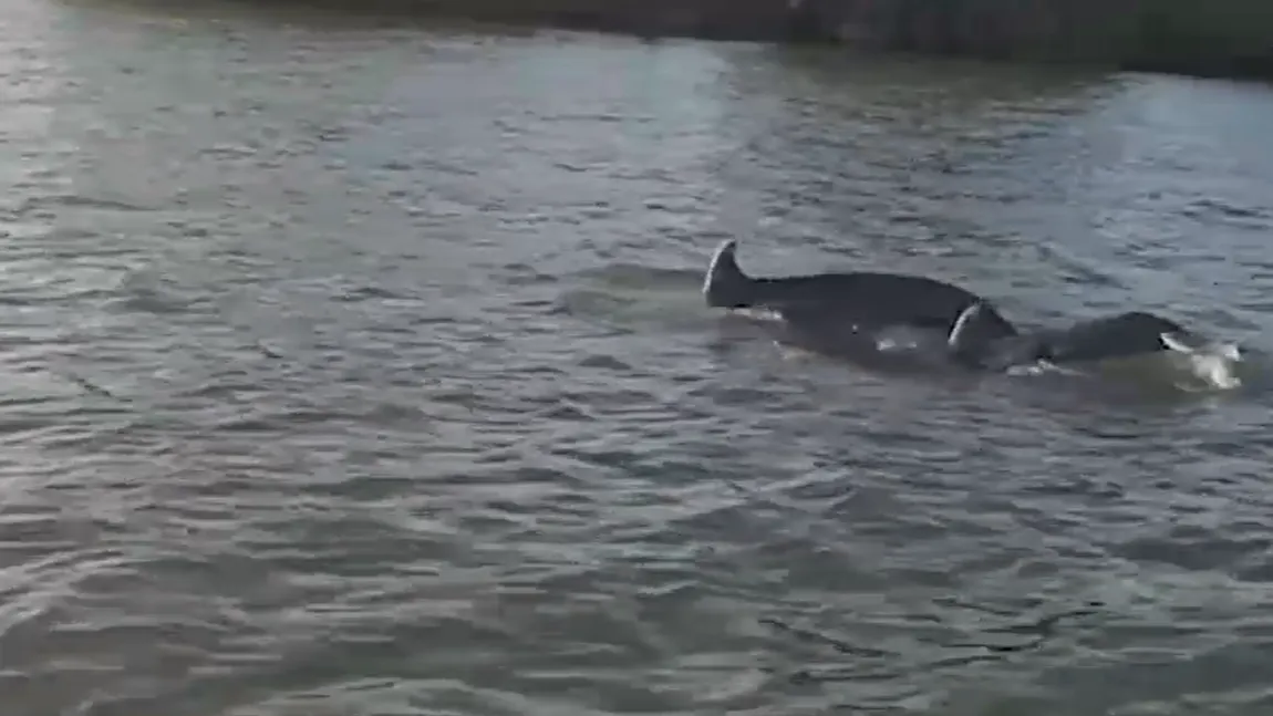 VIDEO Delfinii fac spectacol în Delta Dunării. De ce au migrat din Marea Neagră