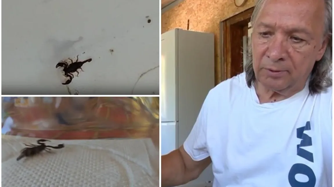 Invazie de scorpioni într-o gospodărie din Buzău. Proprietarul trăiește cu frică, nu știe cum să scape de ei: „Sunt foarte mulți, pericolul ne pândește la orice pas”