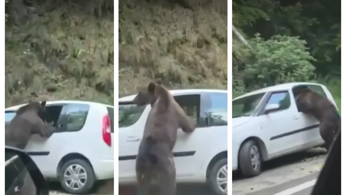 Mașină vandalizată de urs pe Transfăgărășan. Scene șocante surprinse de un turist