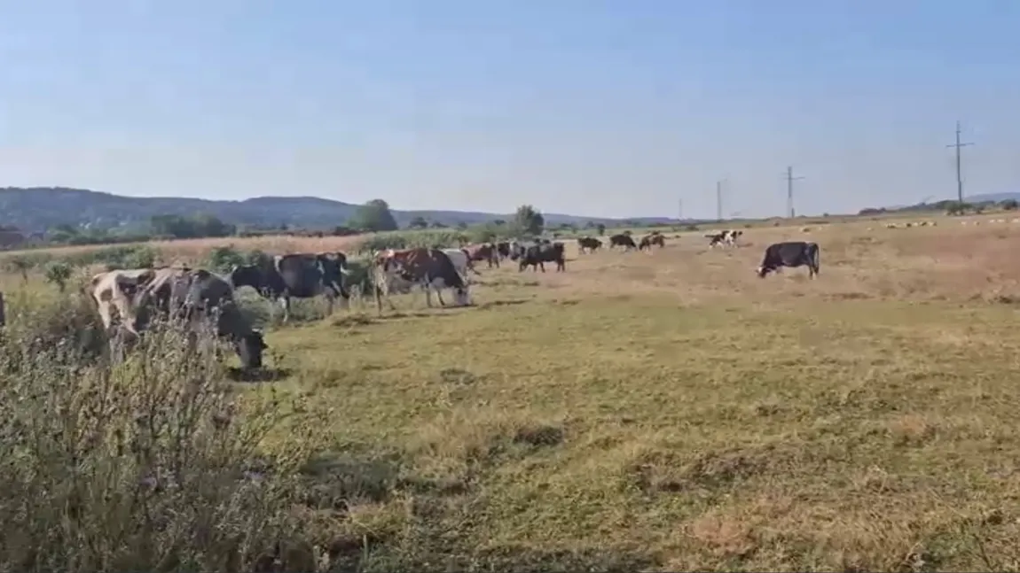 Islazul din Mihăești, județul Argeș, a încăput pe mâna șmecherilor. Fermierii nu au nicio șansă să-și ducă animalele pe pășune - CAMERA ASCUNSĂ