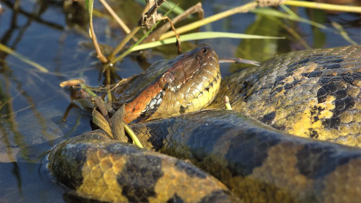 Descoperire neobișnuită pe malul Dunării. A fost găsit un șarpe anaconda uriaș: ”Era mai lung decât șerpii pe care îi avem aici”