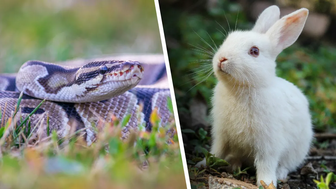 Oameni traumatizați după o vizită la Zoo Sibiu. Un piton a fost hrănit cu un iepure viu chiar sub pivirile vizitatorilor