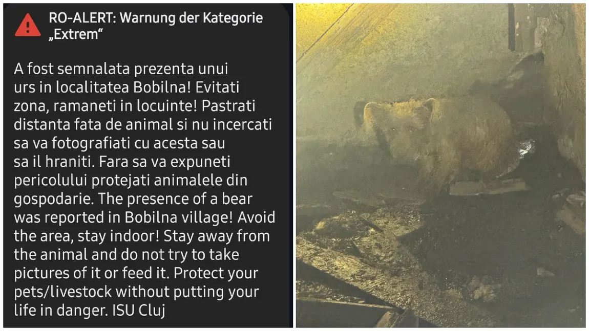 Alertă falsă de urs într-o comună din județul Cluj. Animalul era, de fapt, un câine rătăcit