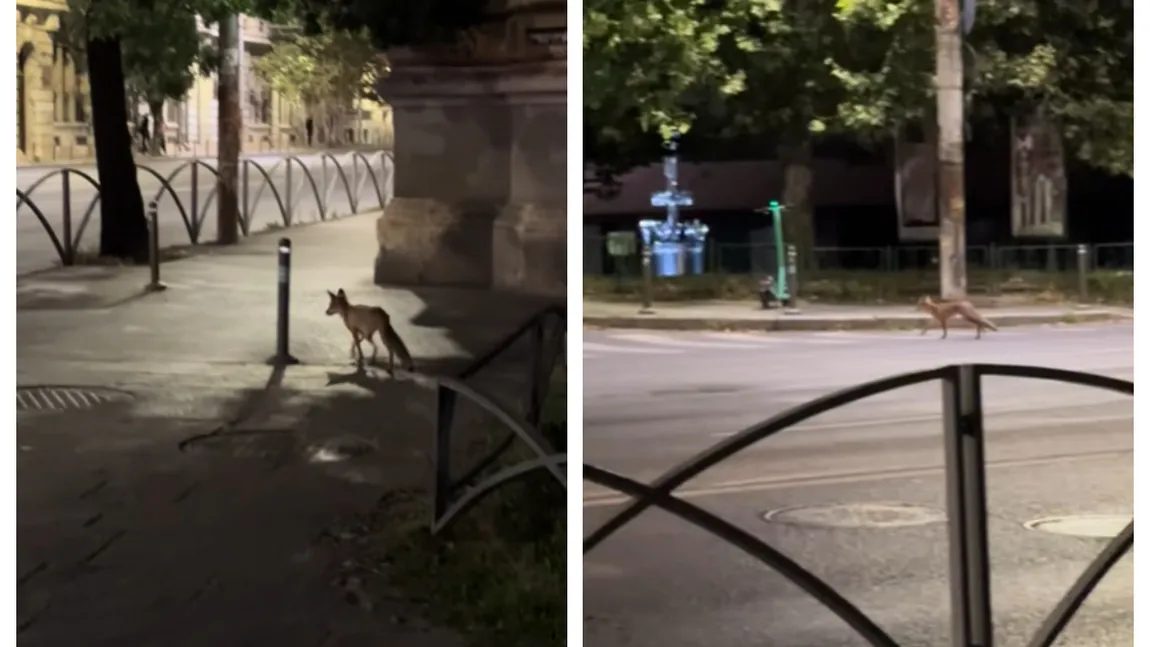 O vulpe a fost filmată la kilometrul 0 al Capitalei VIDEO