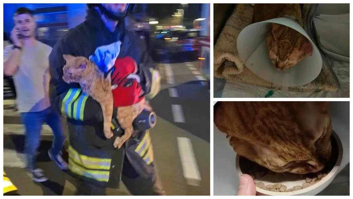 Doi români se află în stare gravă după ce apartamentul din Bergamo în care locuiau a explodat. Pompierii au salvat pisica cuplului de sub dărâmături la două zile de la incident