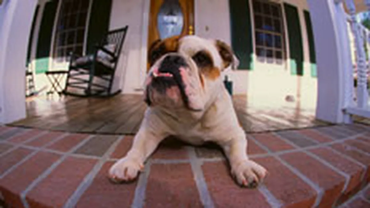 Cat cheltuieste un caine de milionar american?