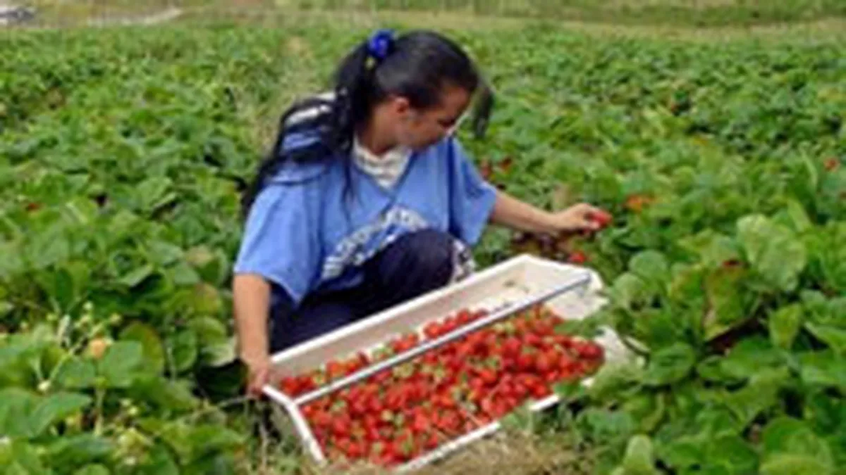 Romanii din strainatate au trimis 2,6 mld. euro in tara in primele noua luni