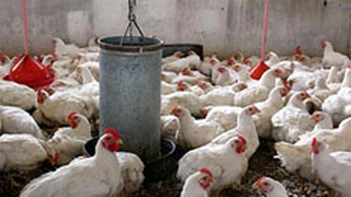 Avicola SA Iasi a realizat in T1 o cifra de afaceri de 9,194 milioane lei