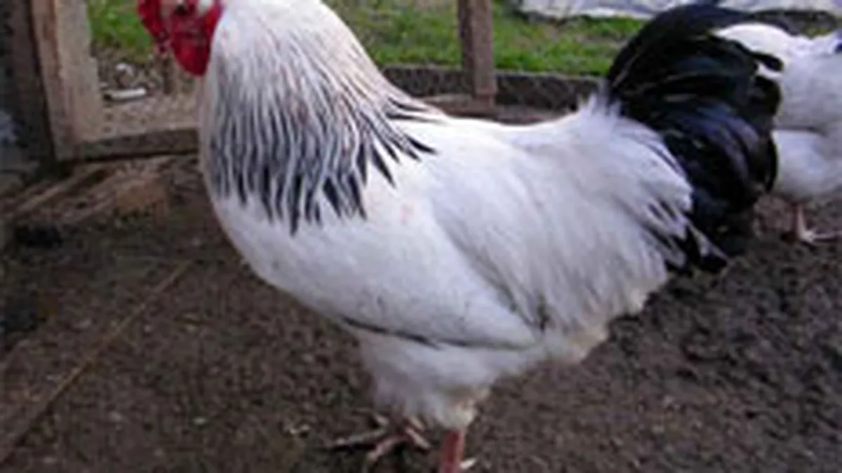 Gripa aviara a adus Avicolei Crevedia pierderi de peste 1 mil. euro