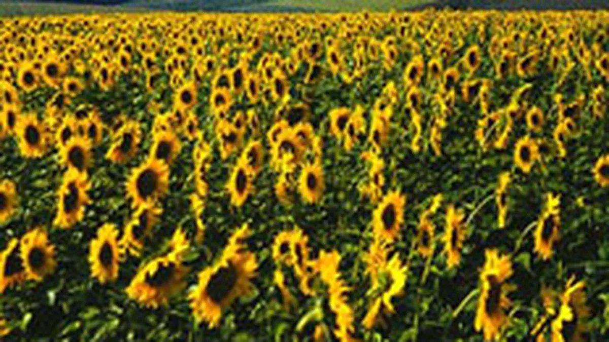 Daunele platite de asiguratorii agricoli cresc in 2007 din cauza grindinei