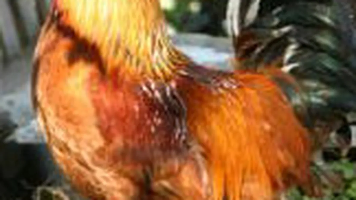 Avicola Brasov si-a triplat capitalul social la 16,3 mil. lei