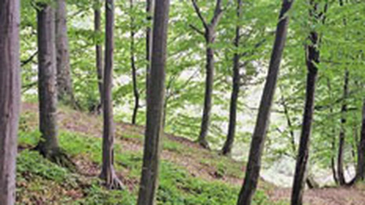 Romsilva a realizat afaceri de 806,77 mil. lei, in primele noua luni