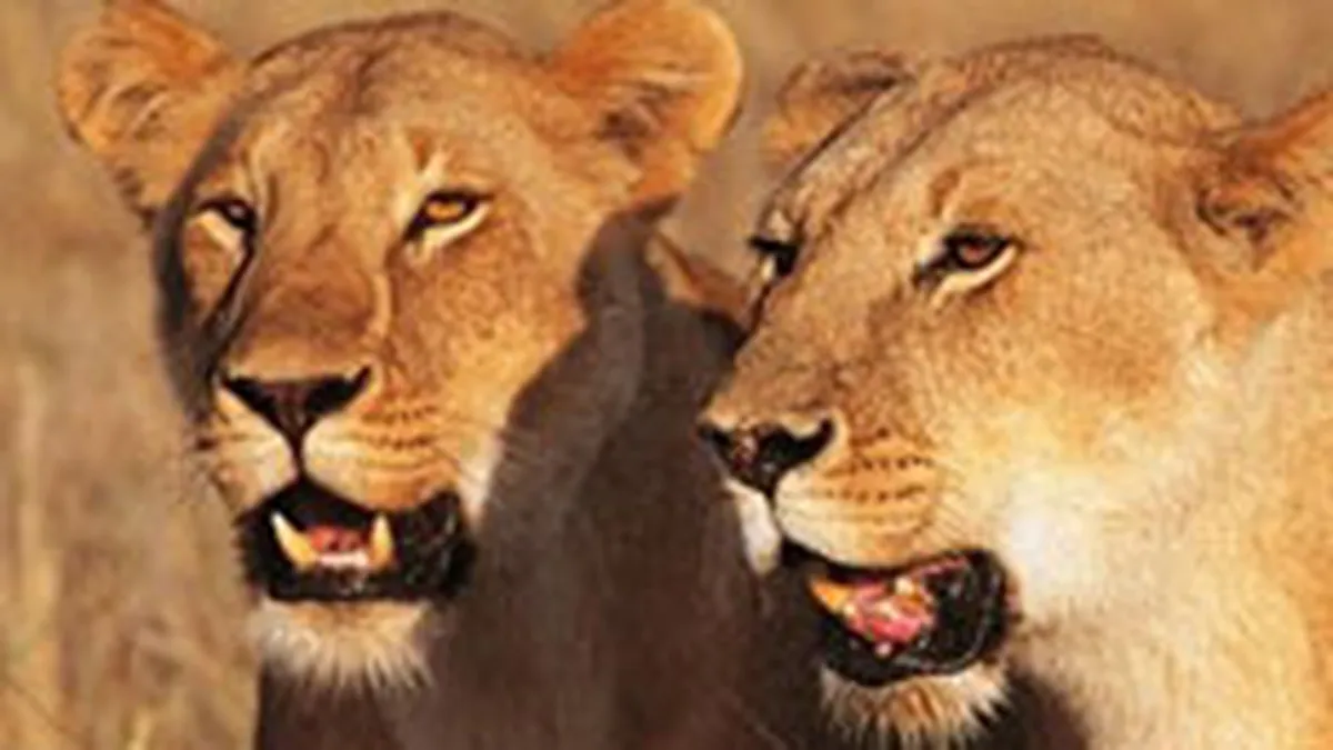 Vanatoarea de lei, un hobby de lux cu venituri de 100 mil. euro pe an