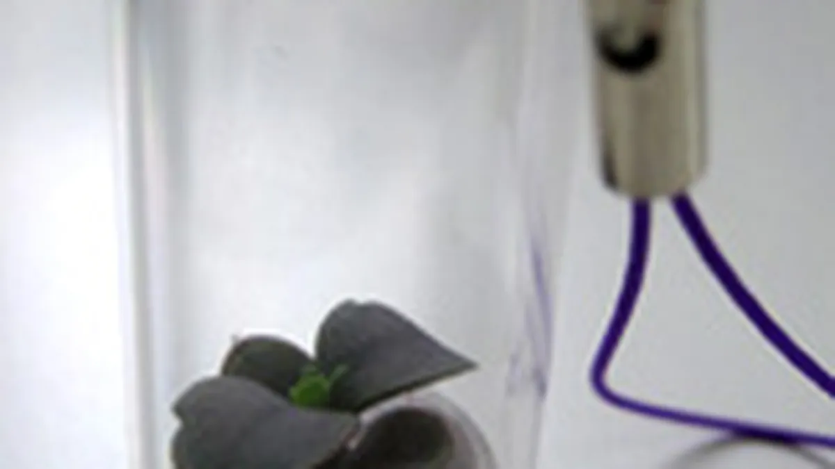 Planta de purtat la gat, noua tendinta in cadourile business