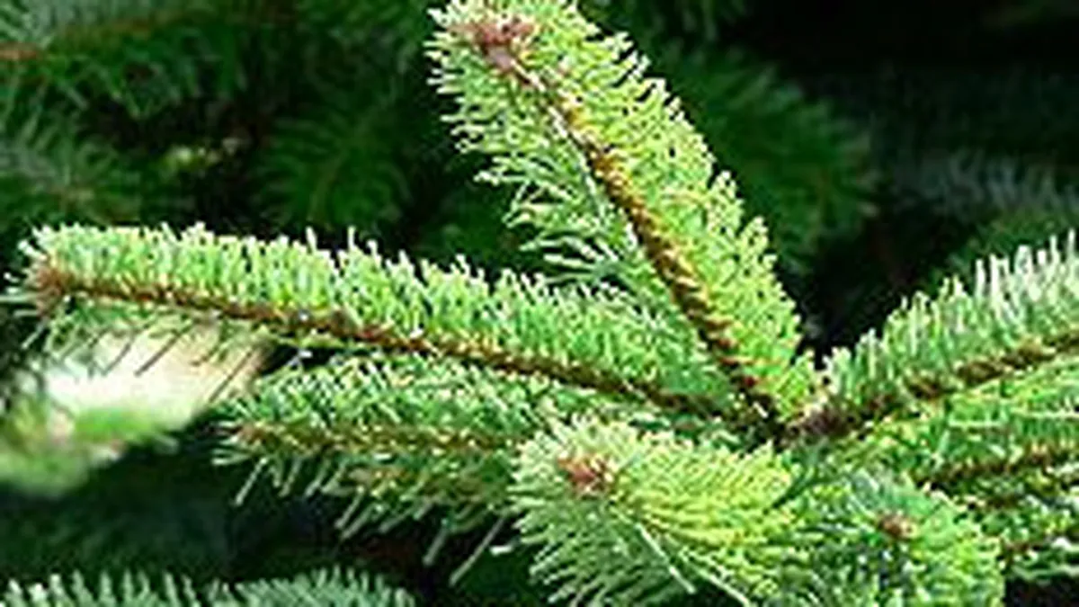 Romsilva comercializeaza circa 30% din necesarul de pomi de Craciun