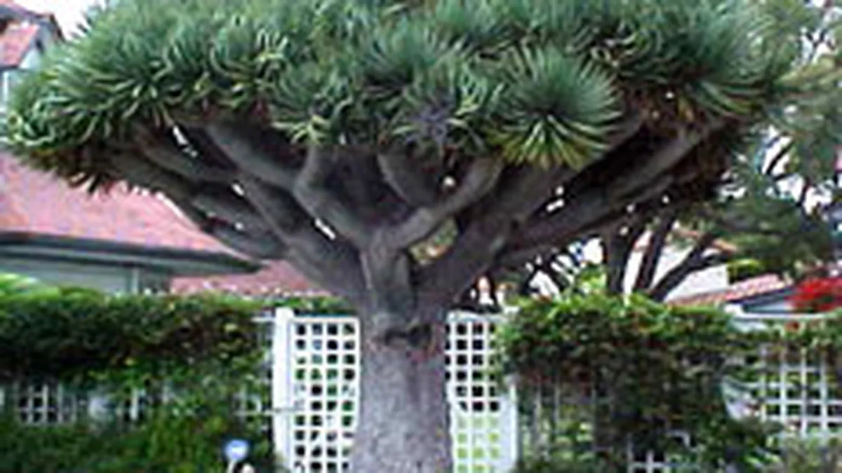 Copacul care traieste 1.000 de ani, la vanzare pentru 20.000 dolari