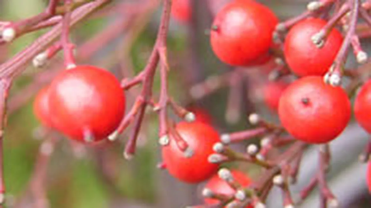 Culoarea rosie domina debutul sedintei bursiere de miercuri