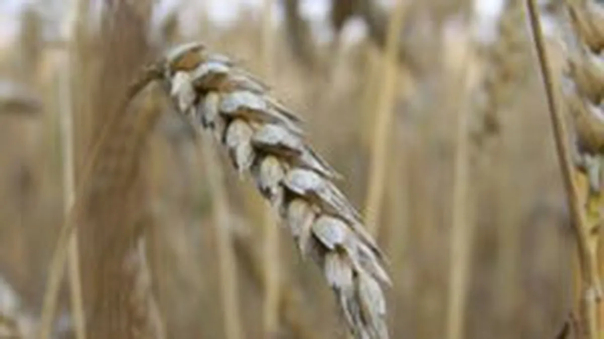 Seceta a afectat 65% din suprafata de culturi agricole, in 2007