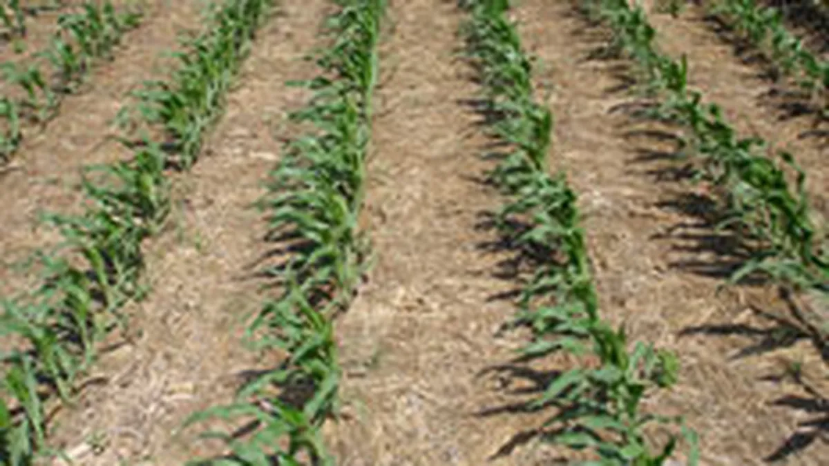 Romania, Ucraina si Bulgaria si-a putea mari recolta de cereale cu 70% in 2008