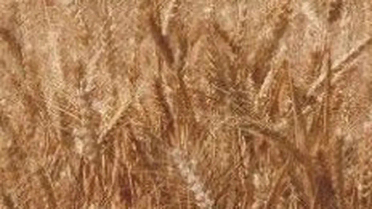 Amonil Slobozia estimeaza dublarea veniturilor in 2008, la 100 mil. euro