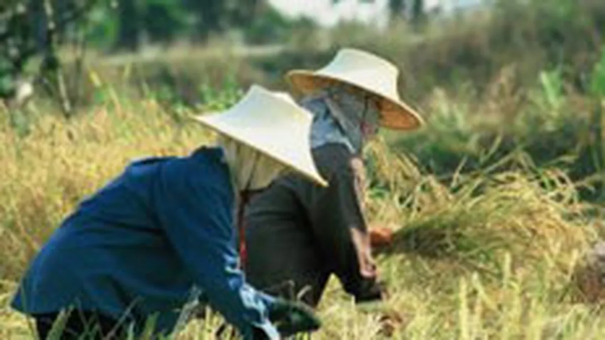 Reuters: Fermierii italieni readuc la viata industria de orez din Romania