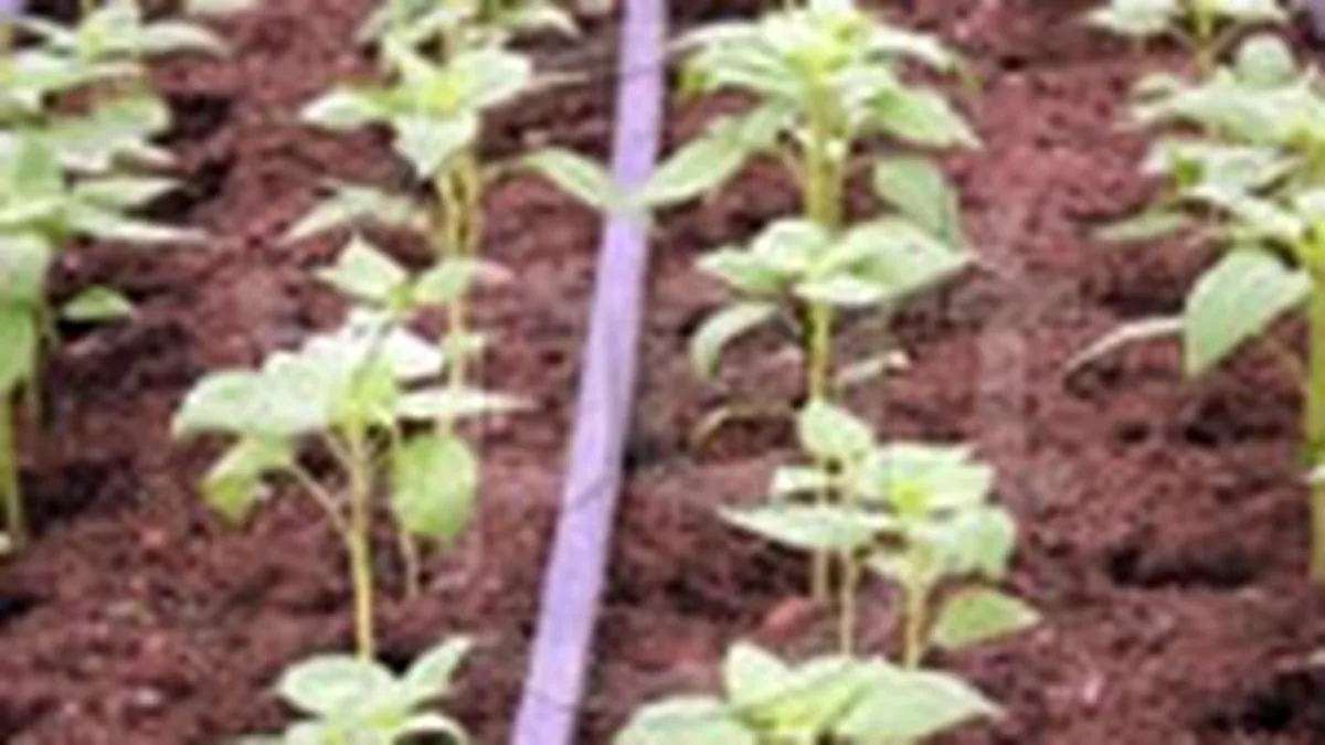 Azomures va garanta un credit de 12 mil. $ pentru Chimpex Constanta