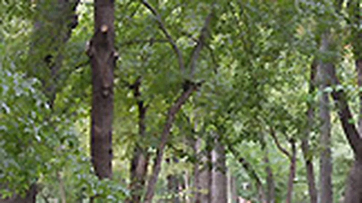 Asociatia MaiMultVerde a strans 124.000 euro pentru proiecte de mediu