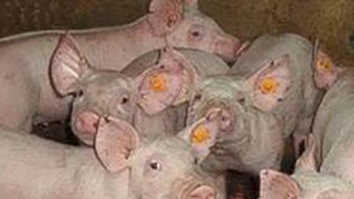 Smithfield Ferme: Investitie de 30 mil. euro in fabrica de nutreturi Vinga