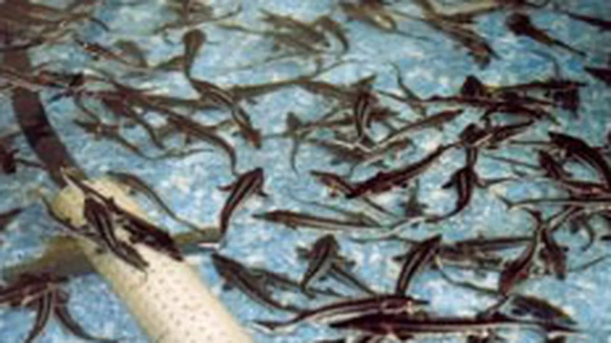 Un producator de caviar de pe Rasdaq vrea sa-si majoreze capitalul social de 39 de ori