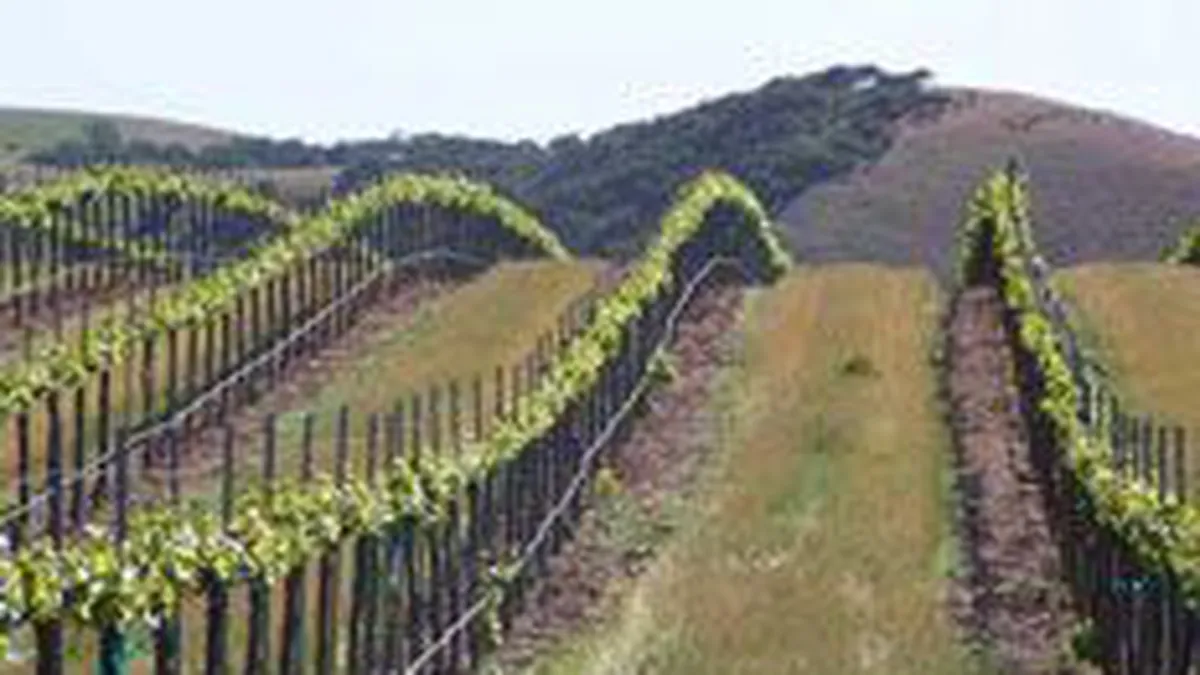15 mil. euro pentru dezvoltarea zonei vitivinicole Podgoria Aradului