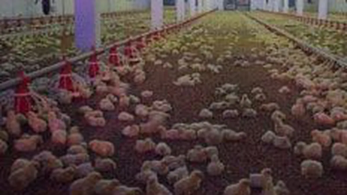 SIF Banat-Crisana n-a reusit sa vanda 34% din Combimar Baia Mare