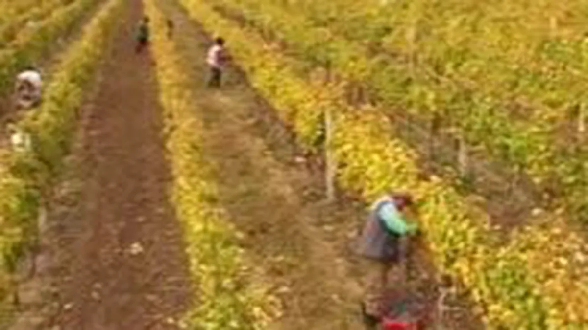 Cramele Recas: Investitii de 5 milioane euro in 2009